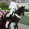 写真: 阪神競馬場 誘導馬_1・アドマイヤモナーク