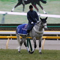 写真: 東京競馬場 誘導馬・シュガーヒル_3（17/02/05）