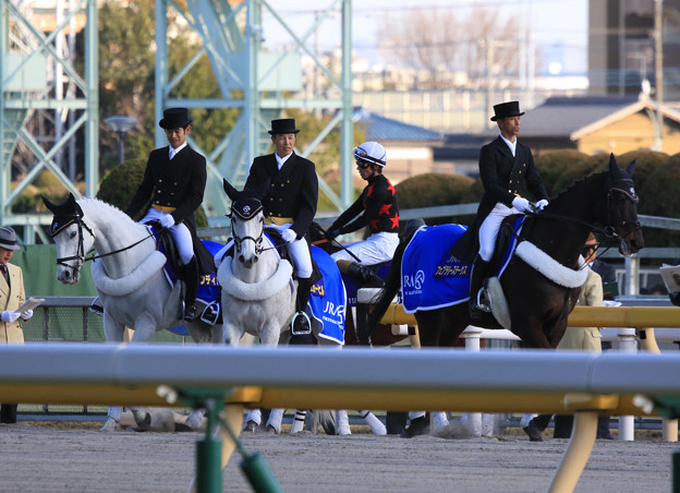 写真: 東京競馬場 誘導馬（20/02/23・第37回 フェブラリーステークス）