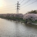 写真: 桜 花見川