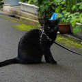写真: 黒い猫