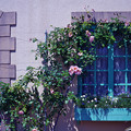 写真: 花咲く窓辺