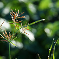 写真: 線香花火の草