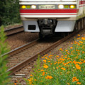写真: 鉄道とコスモス