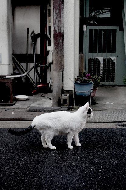 写真: 町行く猫