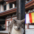 写真: 長谷寺の猫