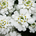 写真: 白花の群れ
