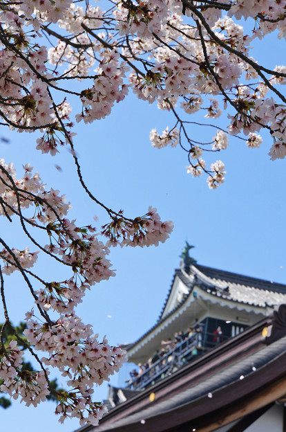 写真: 城と桜