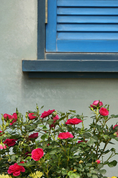 写真: 青い窓に赤い薔薇