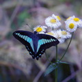 写真: 都心で出会った蝶