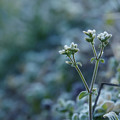 写真: 日陰の和蘭陀耳菜草