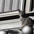 写真: 日向の猫