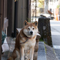 写真: 街角に犬