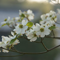 写真: 明け方の花水木