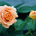 写真: オレンジ色の薔薇