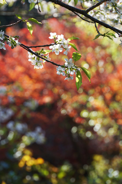 写真: 桜と紅葉
