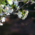 写真: 冬の桜