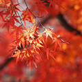 写真: 秋の光
