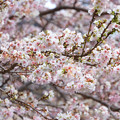 満開の冬桜