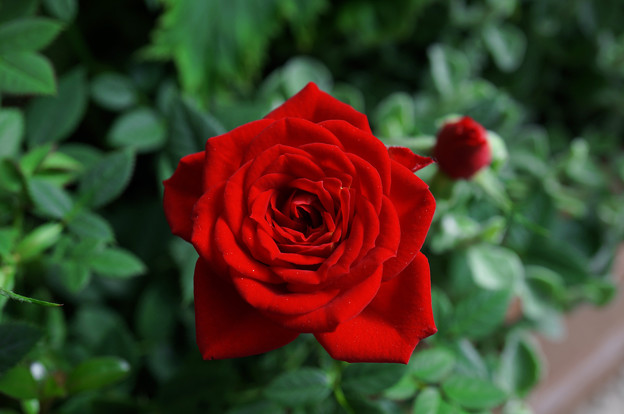 写真: 赤薔薇