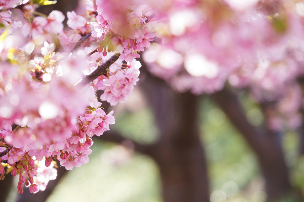 写真: 葵桜満開！