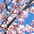写真: 桜にも色々あるけれど