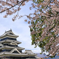 桜咲く松本城