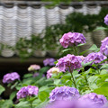 写真: 山門と紫陽花