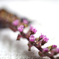 紫蘇の花