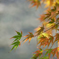 写真: 秋の色