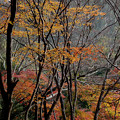 写真: 紅葉の林