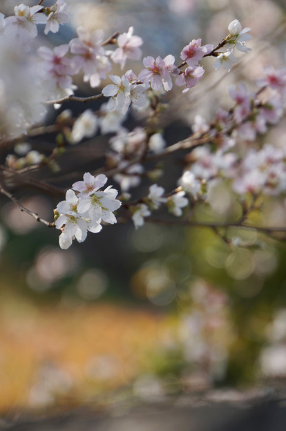 写真: 秋の桜