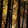 写真: 林と紅葉