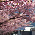 写真: 桜天井