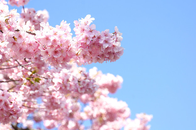 写真: 空色桜色