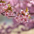 写真: 桜揺れて