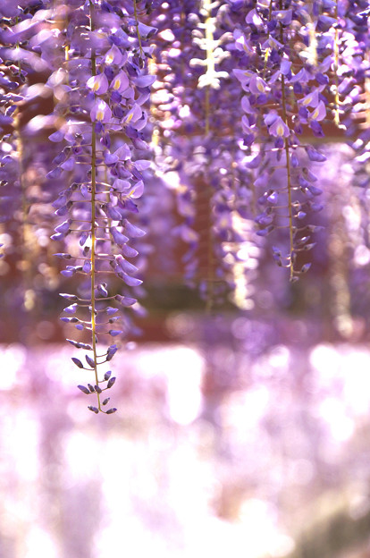 写真: 紫の饗宴