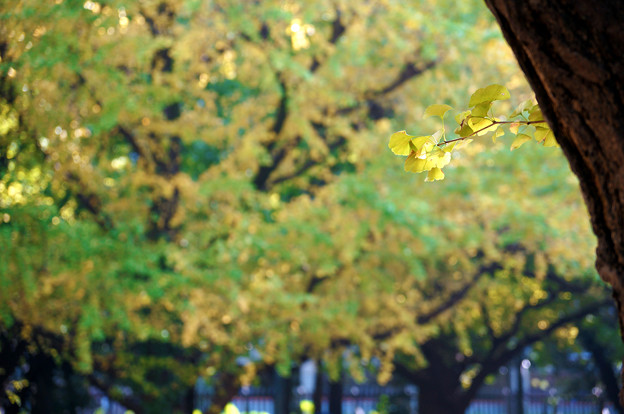 写真: 枝先に秋が灯る