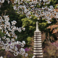 写真: 桜の尖塔