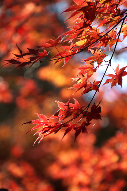 写真: 秋色を重ねて