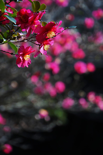 写真: 花盛り