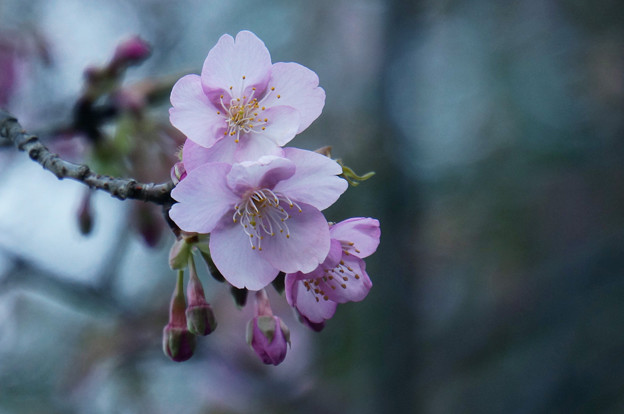 写真: 桜咲いた