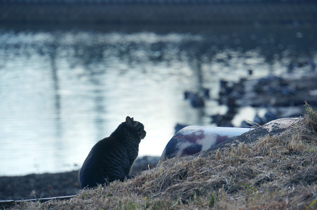 写真: 岸辺の猫
