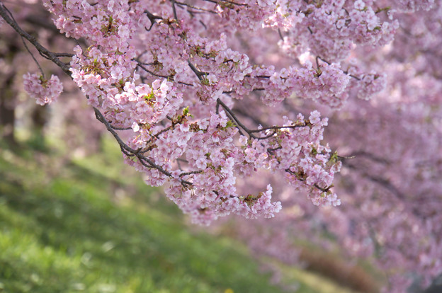 写真: 堤防の桜並木
