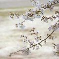 写真: 空白の春