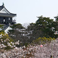 城下の桜