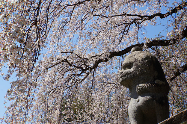 写真: 狛犬としだれ桜
