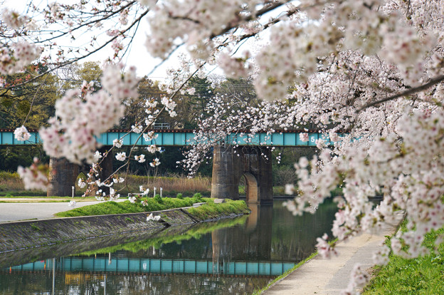 写真: 桜と鉄橋