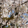 写真: 八幡宮のしだれ桜
