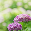 写真: ピンクの紫陽花